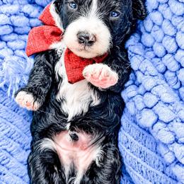 Chess - Black and white male Bernedoodle puppy in Otisville, Michigan from Danie’s Darling Doodles LLC