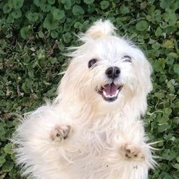 Maltese and Morkies from Mandy's Maltese