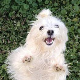 Maltese and Morkies from Mandy's Maltese