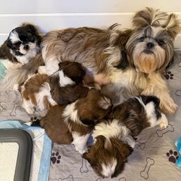 Honey Bee - Shih Tzu