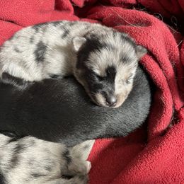 Pomsky Puppies from Michelle's Pomskies