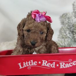 Coton de Tulear and Poodle Puppies from Legacy Pets