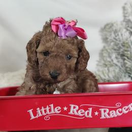 Coton de Tulear and Poodle Puppies from Legacy Pets