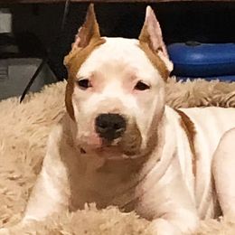 American Staffordshire Terriers from Blue Eagle Kennels