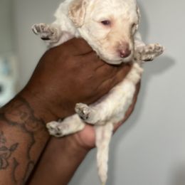 Annie - Cream Goldendoodle puppy in Texas from Royal Doodles and Pups