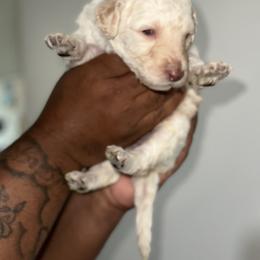 Annie - Cream Goldendoodle puppy in Texas from Royal Doodles and Pups