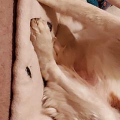 Saint Berdoodle All Grown Up from Sunny's St. Berdoodles