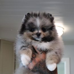 Pomeranian Puppies from Eelan’s Poms