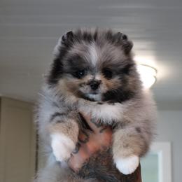 Pomeranian Puppies from Eelan’s Poms