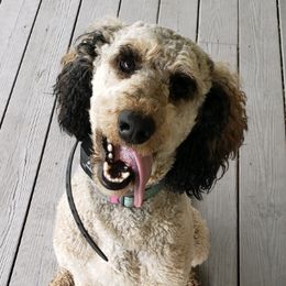 Poodles from Sandcastle Standard Poodles