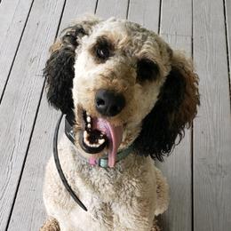 Poodles from Sandcastle Standard Poodles