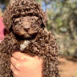 Cavalier King Charles Spaniel, Cavapoo, and Poodle Puppies from Loblolly Ranch