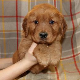 Clove - Dark golden male Golden Retriever puppy in New Weston, Ohio from Bertke AKC Golden Retrievers and Bernese Mountain Dogs