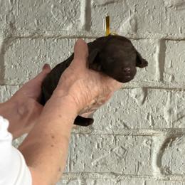 Yellow - Chocolate male Goldendoodle puppy in Arlington, Texas from Chambers Doodle Patch
