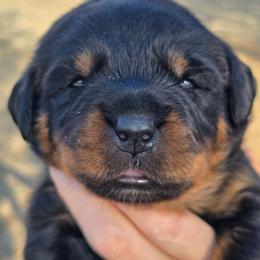 I don't name - Black and mahogany female Rottweiler puppy in Oklahoma City, Oklahoma from Von Edlenhaus Rottweilers