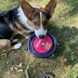 Pembroke Welsh Corgi Puppies from Top-Notch Paws