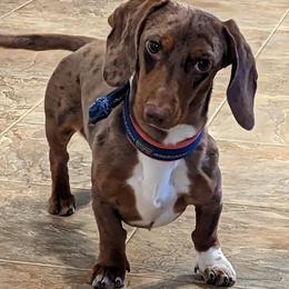Kirby - Dachshund