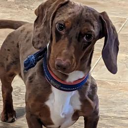 Kirby - Dachshund