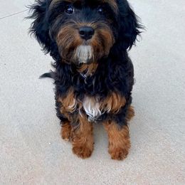 Cavapoo and Cockapoo Puppies from SunnySide Mini Doodles