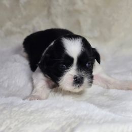 Cora - Black and white female Shih Tzu puppy in Mountain Grove, Missouri from Precious Puppies