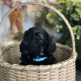 Old English Sheepdog, Poodle, and Sheepadoodle Puppies from Mountain Peak Doodles