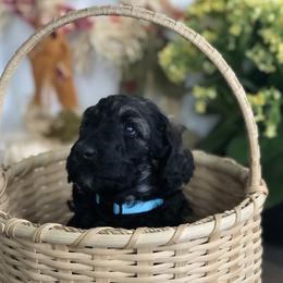 Old English Sheepdog, Poodle, and Sheepadoodle Puppies from Mountain Peak Doodles