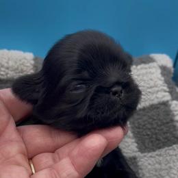 Emerald- green collar - Black and white female Shih Tzu puppy in Clarksburg, West Virginia from Pilgrim Shih tzu