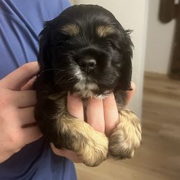 Boy 3 - Black white and tan male Cocker Spaniel puppy in Montalba, Texas from 4D