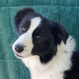 Tory - Border Collie
