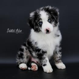 Australian Shepherd, Miniature American Shepherd, Miniature Australian Shepherd, and Toy Australian Shepherd Puppies from Painted Blue Aussies
