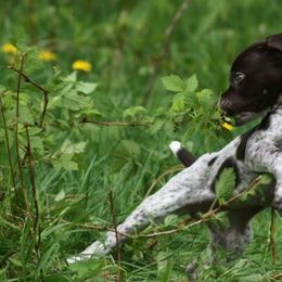 German Shorthaired Pointers from SouthMtn