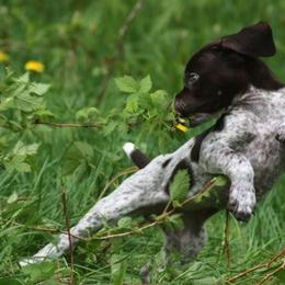 German Shorthaired Pointers from SouthMtn