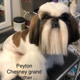 Peyton  - Shih Tzu
