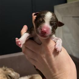 Charlotte - Red tri-color female Miniature American Shepherd puppy in Groesbeck, Texas from Empire Miniature American Shepherds