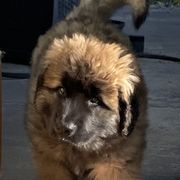 Leonberger Puppies from Sinnsro Leonbergers
