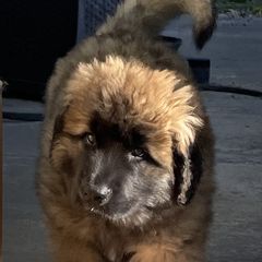 Leonberger Puppies from Sinnsro Leonbergers