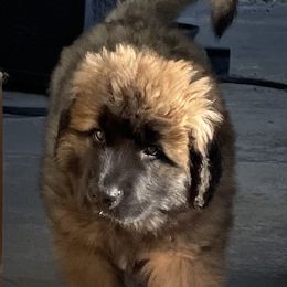 Leonberger Puppies from Sinnsro Leonbergers