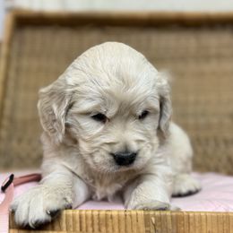 Miss Light Pink - Light golden female Golden Retriever puppy in Tonasket, Washington from Denzil’s Goldens