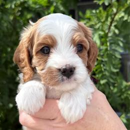 Flim - Blenheim male Cavapoo puppy in Tucson, Arizona from Adored Poodle & Doodles