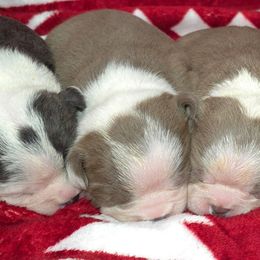 Bingo - Lilac female Boston Terrier puppy in Millers Creek, North Carolina from Tumbling Shoals Hilltop Bostons