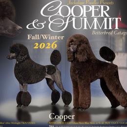 Poodle puppies from Jackalope Poodles