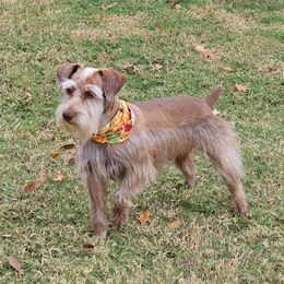 Bonnie - Miniature Schnauzer