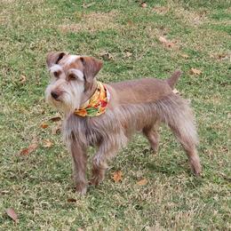 Bonnie - Miniature Schnauzer