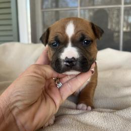 Vixen - Red female American Staffordshire Terrier puppy in Marietta, Georgia from Ambition Amstaffs