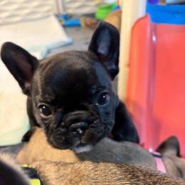 Roman - Brindle and white male French Bulldog puppy in Neenah, Wisconsin from Mimosa Acres French Bulldogs LLC