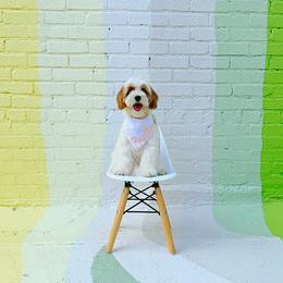Goldendoodles from Sweeter than Honey Doodles