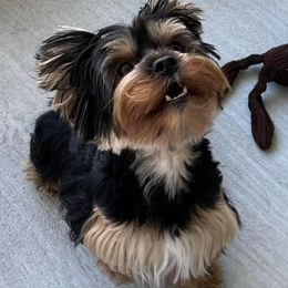 Yorkshire Terriers from “Life of Riley” Yorkies of Florida