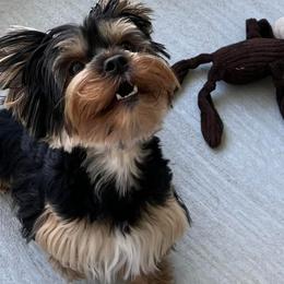 Yorkshire Terriers from “Life of Riley” Yorkies of Florida
