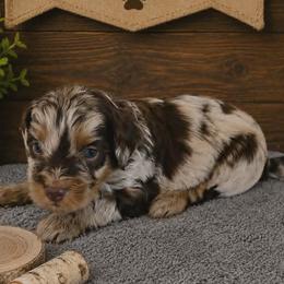 Birch- Orange Collar - Red merle male Aussiedoodle puppy in Grand Blanc, Michigan from B's Aussiedoodles