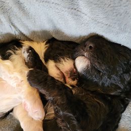 Cavapoo Puppies from Maggie's Cavapoo Puppies